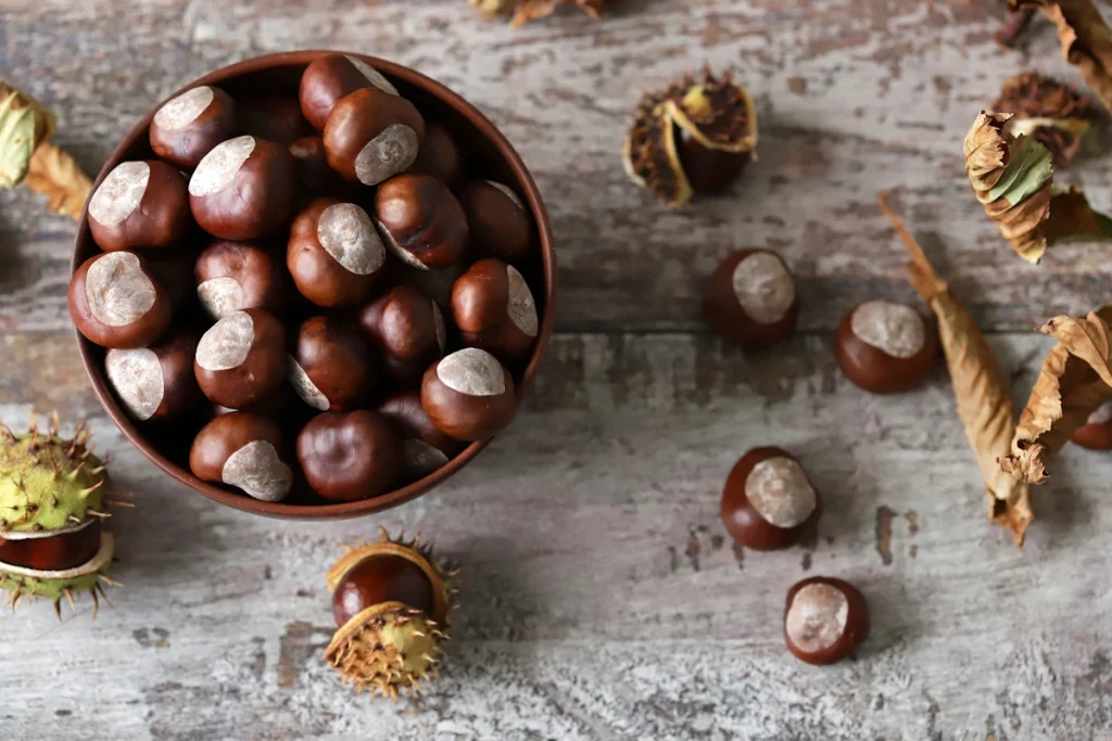 buckeye nuts or chestnuts from Ohio