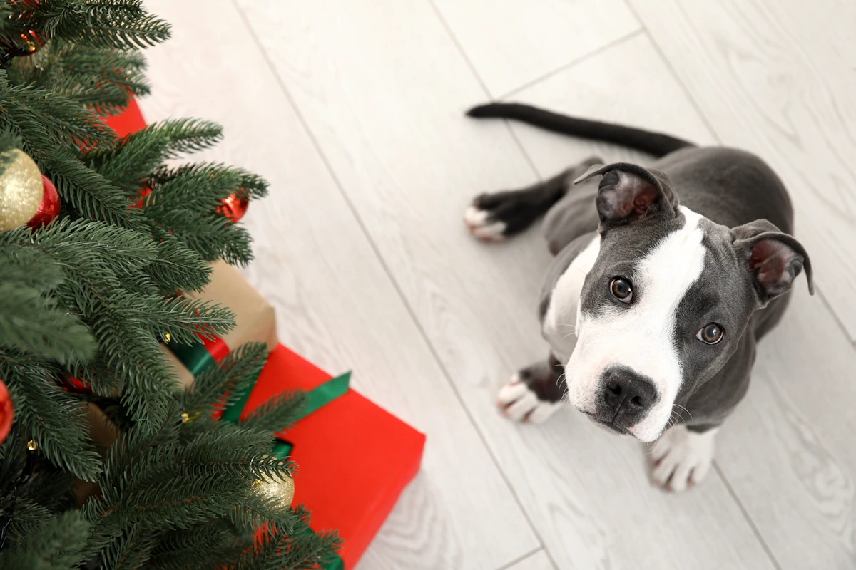 christmas safety for pets dogs