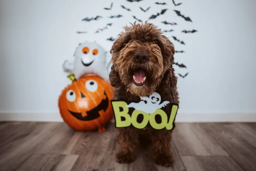 dog halloween photo shoot