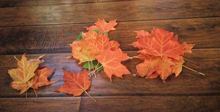 sort leaves by size