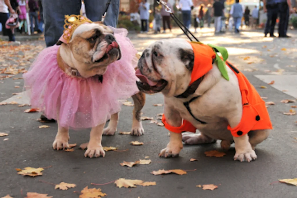 two bulldogs walking in costume on halloween